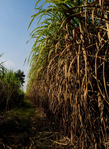 Las Hojas Secas Caña Caña Cubierta Inundaron Cabeza Durante Camino — Foto de Stock