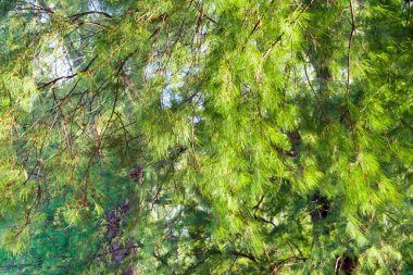 Tam kare kumsal çam yapraklarının parlak yeşil rengi