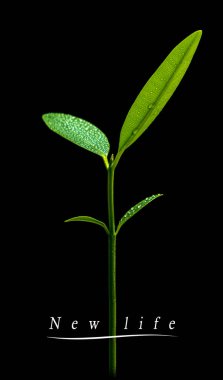 Genç bitki yaprakları siyah arka planda tohumlanıyor