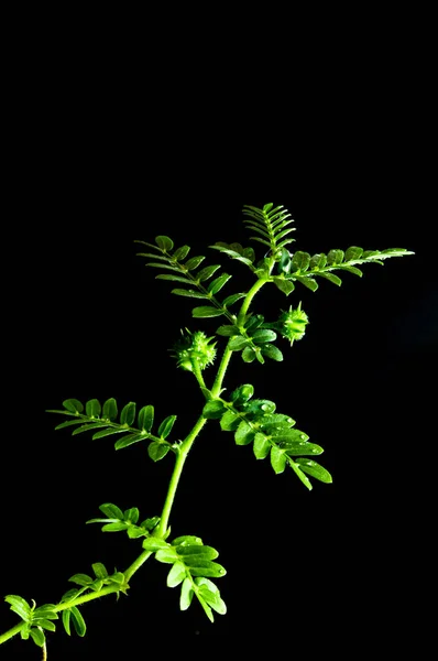 Küçük Caltrops Yapraklar Izole Edilmiş Taze Bitki Siyah Arka Planda — Stok fotoğraf