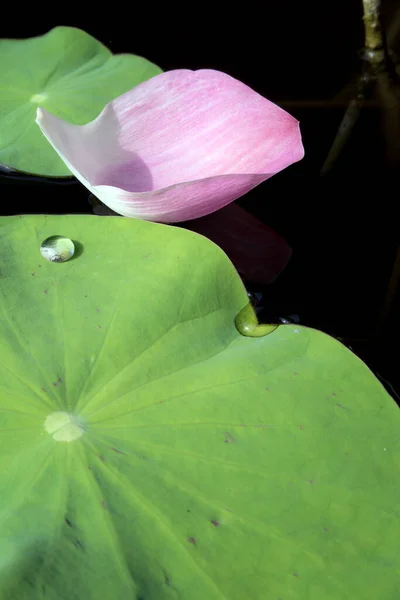 Water Dew Lotus Leaf — Stock Photo, Image