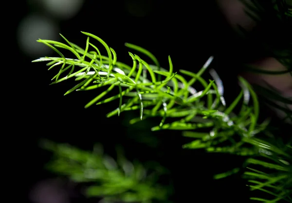 Свіжість Зеленого Дрібного Листя Папороті Спаржі Природному Фоні — стокове фото
