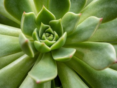 Echeveria bitkisinin taze yapraklarının üzerine beyaz balmumu kaplayan sulu bitki.