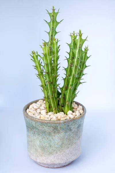 Euphorbia Knuthii Cactus Växer Små Keramiska Potten Krukväxt För Inreda — Stockfoto
