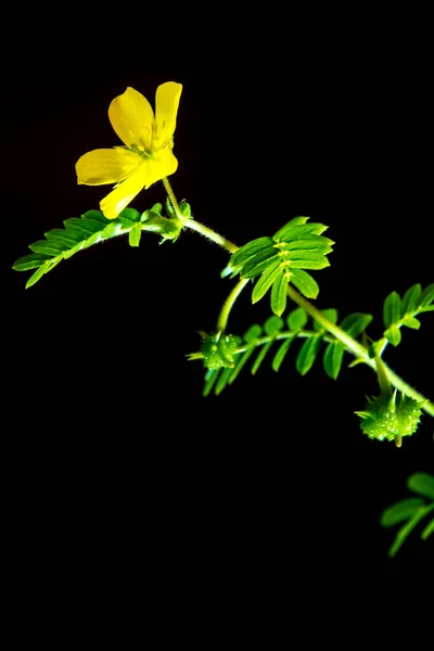 Flor Amarela Erva Pequena Caltrops Isolado Fundo Preto — Fotografia de Stock