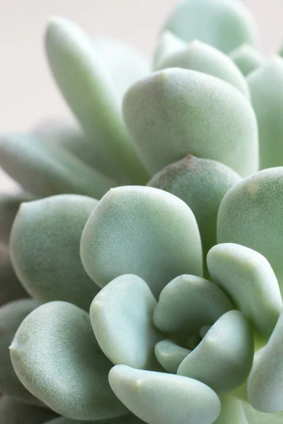 Stonecrop Sedum Sedum 잎들은 땅에서 자란다 — 스톡 사진