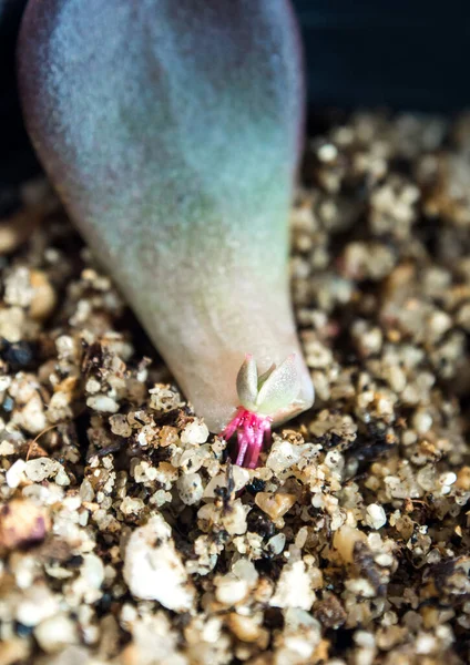 Małe Korzenie Wyrastające Podstawy Soczystego Liścia Roślin — Zdjęcie stockowe