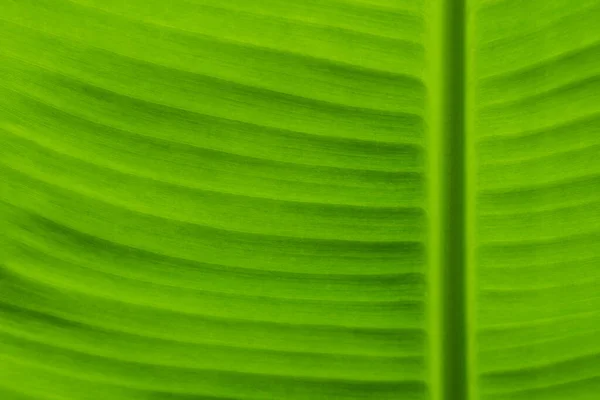 Texture Soft Surface Banana Leaf Background — Stock Photo, Image