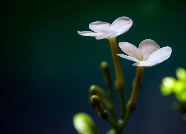 Белые Цветки Маленькие Хрупкие Соцветия Гердении Жасмин — стоковое фото