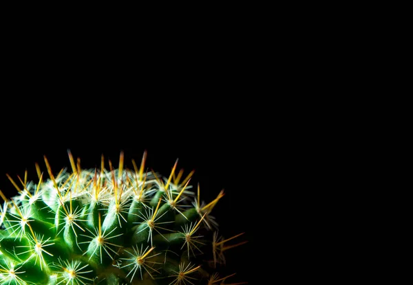 Kaktusz Faj Mammillaria Izolált Fekete Alapon — Stock Fotó