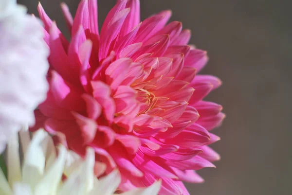 Beyaz yıldız çiçeği