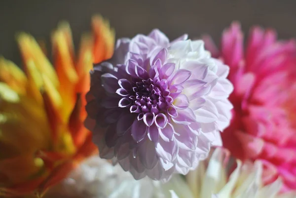 Varicoloured dahlia çiçeği