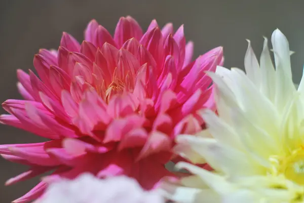 Beyaz yıldız çiçeği