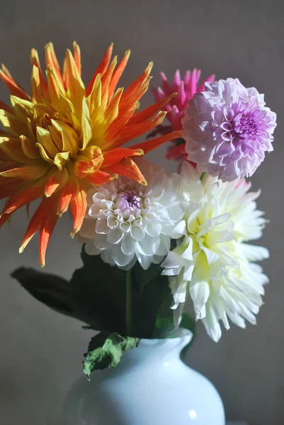 Varicoloured dahlia çiçeği