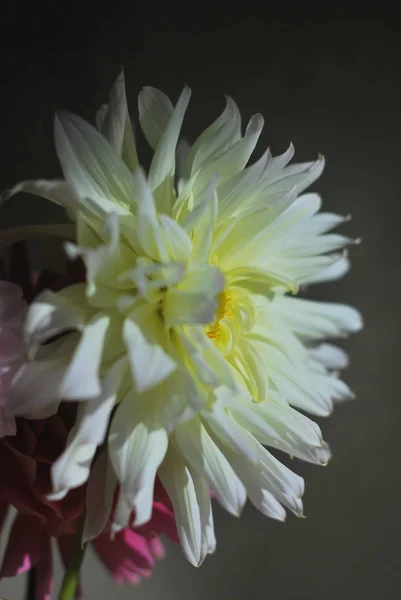 Beyaz yıldız çiçeği