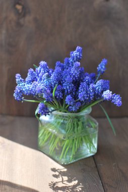 Cam vazo içinde sunulan mavi hyacint