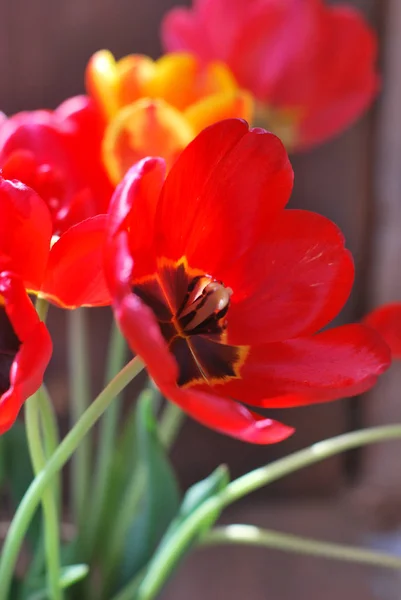 Güneşin üzerinde kırmızı lale