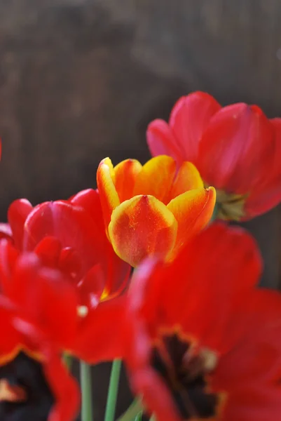 Güneşin üzerinde kırmızı lale