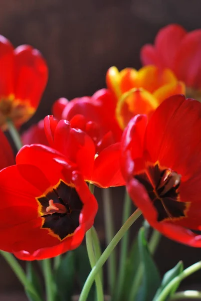 Güneşin üzerinde kırmızı lale