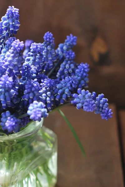 Cam vazo içinde sunulan mavi hyacint