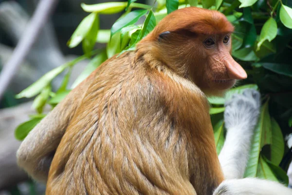 Mono de probóscis — Foto de Stock