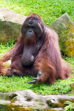Borneo orangutan Sumatra çıkışı farklı veya
