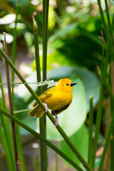 O Novo Mundo warblers ou madeira-warblers são um grupo de pequeno, de — Fotografia de Stock