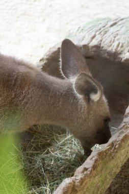 Yemek ve Singap parkta istirahat ederken kanguru yakın