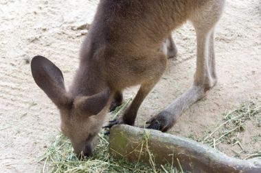 Yemek ve Singap parkta istirahat ederken kanguru yakın