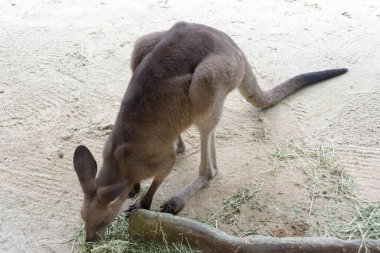 Yemek ve Singap parkta istirahat ederken kanguru yakın