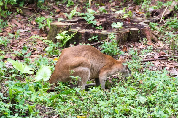 在新加坡的公园里吃饭和休息时, 关闭袋鼠 — 图库照片
