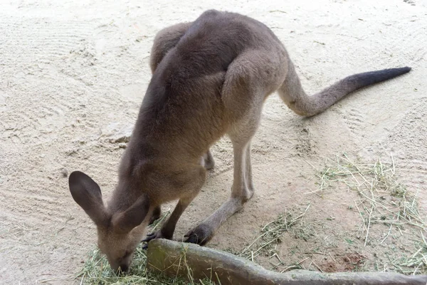 Yemek ve Singap parkta istirahat ederken kanguru yakın — Stok fotoğraf