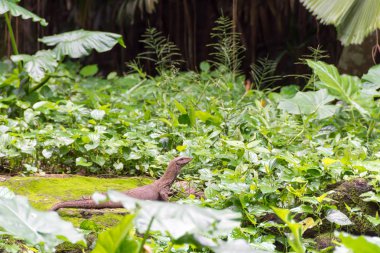 Monitör Kertenkele bir ormanda yiyecek ararken