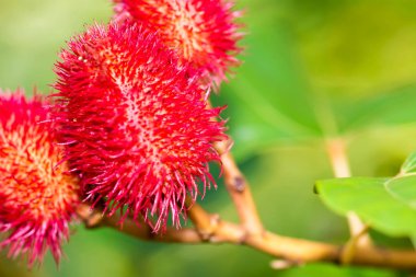 Kırmızı çiçek makro çekim bulanık yeşil arka plana sahip