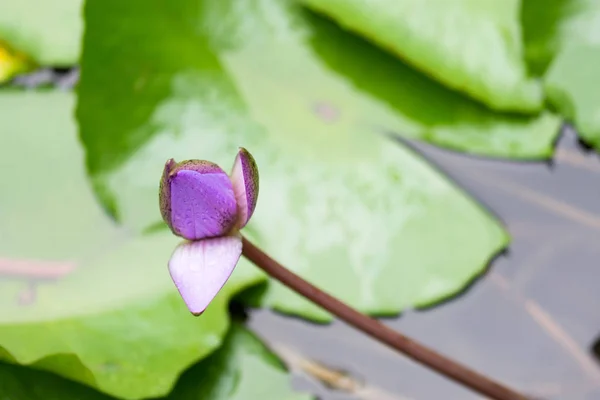 Imagen macro de hojas de Lilly y flor púrpura en un estanque —  Fotos de Stock