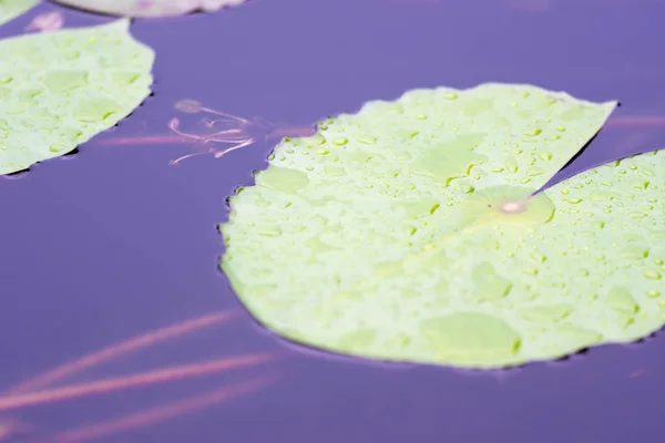 Makroaufnahme von Lilienblättern und lila Blüten auf einem Teich — Stockfoto