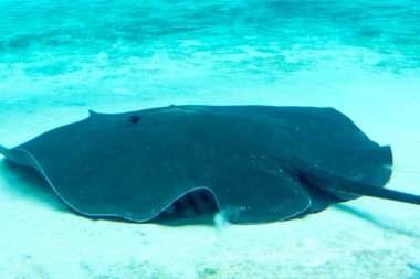 Singapur sualtı deniz köpekbalığı, Stingray ve diğer balıklar