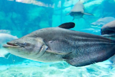 Singapur sualtı deniz köpekbalığı, Stingray ve diğer balıklar