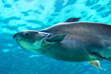 Singapur sualtı deniz köpekbalığı, Stingray ve diğer balıklar