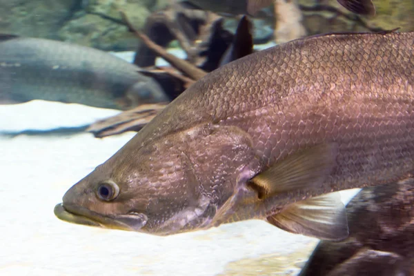 Arapaima gigas, auch als Pirarucu bekannt, ist eine Art von arapaima — Stockfoto