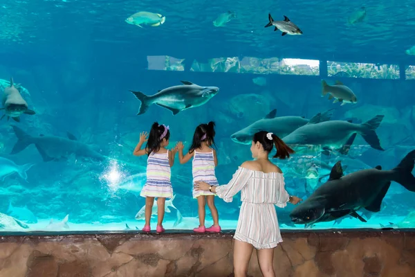 Singapore Underwarer Sea Aquarium Sentosa Singapore April 2018 — Stockfoto