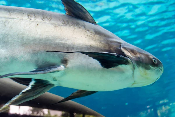 Hiu, ikan pari dan ikan lainnya di Laut Bawah Laut Singapura — Stok Foto