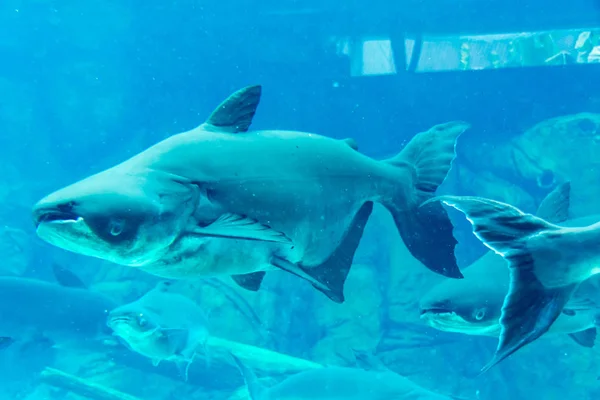 Squalo, stingray e altri pesci nel mare sottomarino di Singapore — Foto Stock