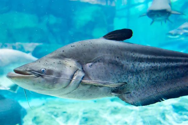 Hiu, ikan pari dan ikan lainnya di Laut Bawah Laut Singapura — Stok Foto