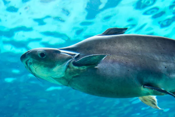 Hiu, ikan pari dan ikan lainnya di Laut Bawah Laut Singapura — Stok Foto