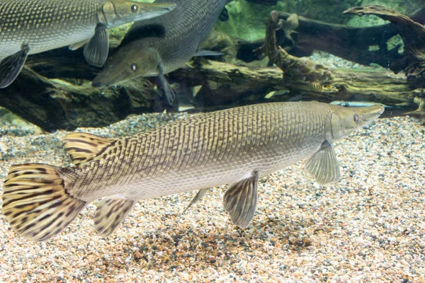 Arapaima gigas, juga dikenal sebagai pirarucu, adalah spesies arapaima — Stok Foto