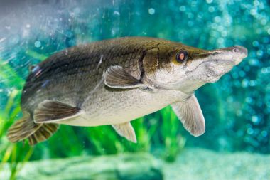 Arapaima gigas, pirarucu, olarak da bilinen arapaima familyasından bir