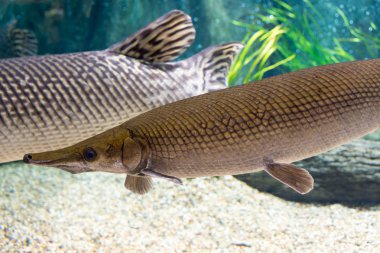 Arapaima gigas, pirarucu, olarak da bilinen arapaima familyasından bir