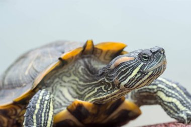 Bir kaplumbağa bir gölet üzerinde odak çekim kadar makro çekim kapatın