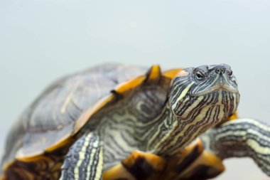Bir kaplumbağa bir gölet üzerinde odak çekim kadar makro çekim kapatın
